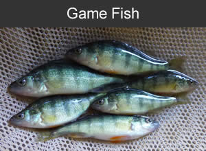 Game Fish Farm in Wisconsin