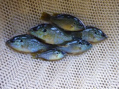Hybrid Bluegill

Average life span: 6-8 years depending of the food availability and water temperature.
Average Maximum Size: 10-11 inches
Average Adult Weight: 1 pound

Does well in cool/warm water Generally stocked in smaller ponds. To replenish the aging population it is recommended to restock every 2-3 years.

Very limited reproduction. Approximately 90% are sterile males. The males make saucer shaped nests in shallow water. The female will lay eggs in the nest and it is then guarded by a sterile male. Less chance of overpopulation that Straight Bluegill. 

More aggressive feeders than straight bluegills. They feed on Zooplankton, insects, artificial feed. They are also limited forage for predators. Grow very rapidly.

Produced by crossing a straight bluegill and green sunfish.

Get along well with all other fish. However they may eat the fry of other fish.
